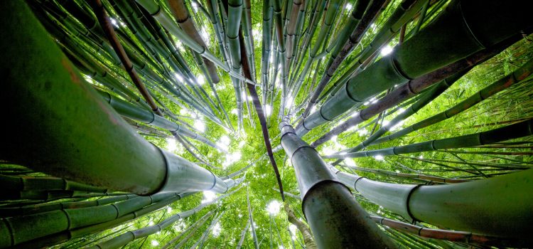 Chikusui-jitsu, la festa del bamboo ubriaco
