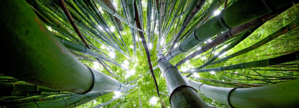 Chikusui-jitsu, la festa del bamboo ubriaco