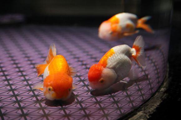 Pesci rossi rari all 39 acquario sumida ohayo for Razze di pesci rossi