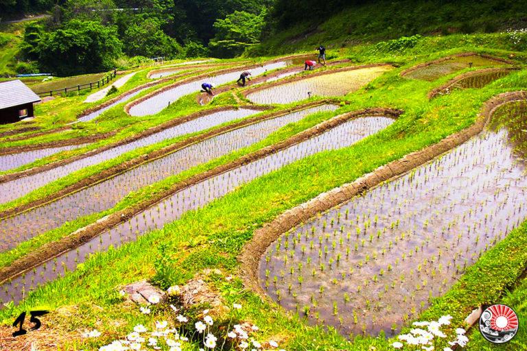 Prefettura di Gunma e Ibaraki – 15 dicembre #CalendarioAvvento