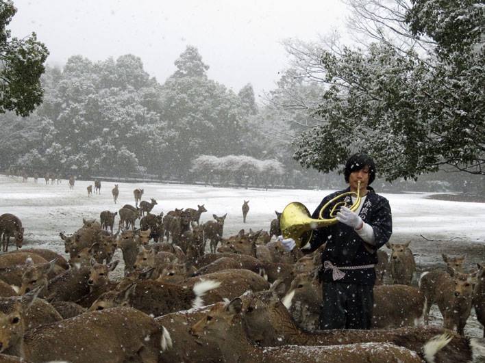 I cervi di Nara, il corno e la neve