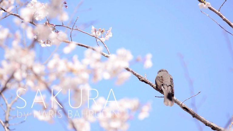 Sakura in Hamamatsu