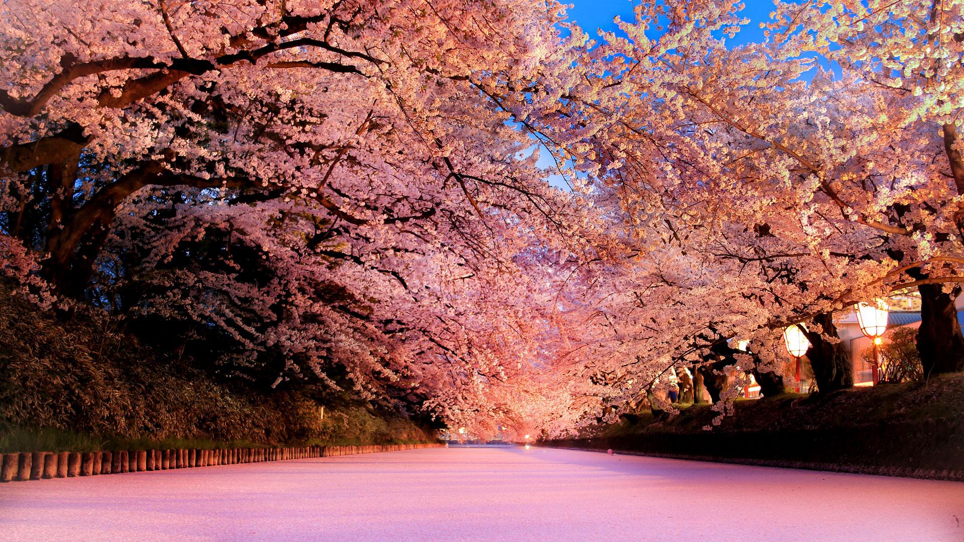 Cherryblossom incontri asian.com