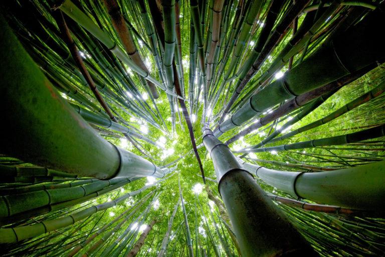 Chikusui-jitsu, la festa del bamboo ubriaco