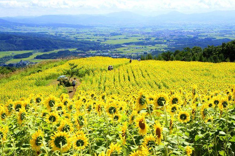 La fioritura dei Girasoli a Fukushima