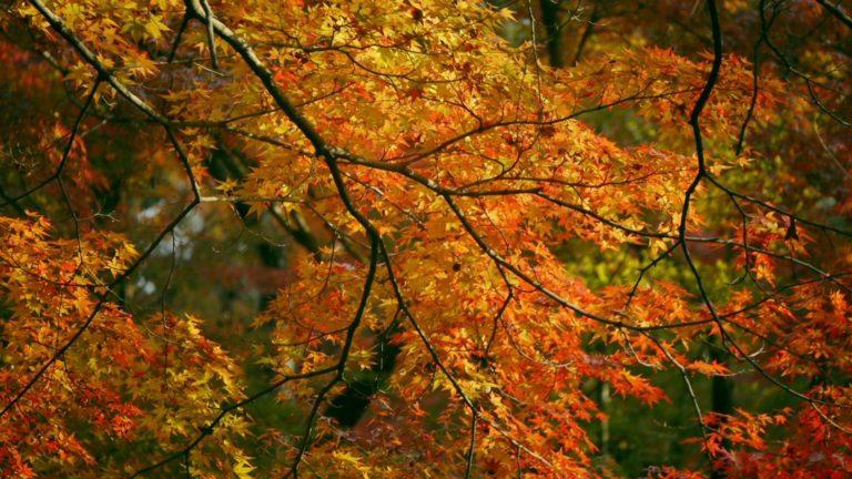 I colori dell’autunno in Giappone