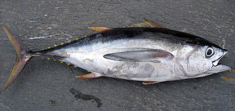 prezzo del tonno - esemplare di tonno di qualità obeso