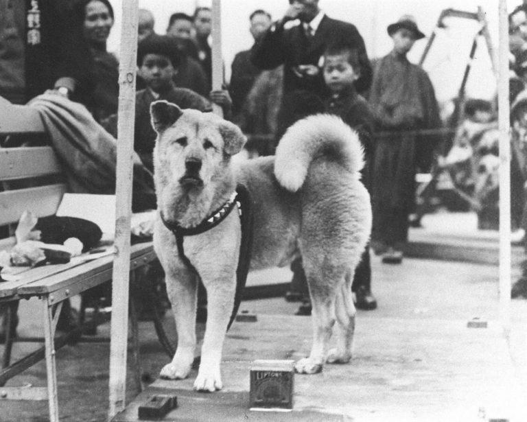 Hachikō, il simbolo universale della fedeltà