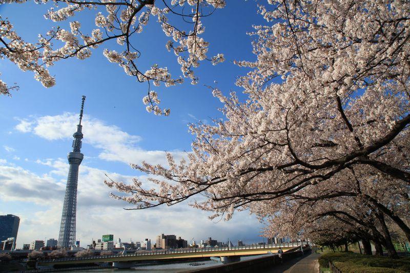 sakura periodo viaggio giappone