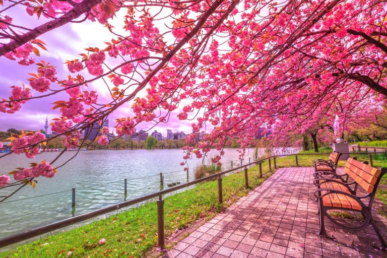 Dove fare Hanami a Tokyo, senza la folla