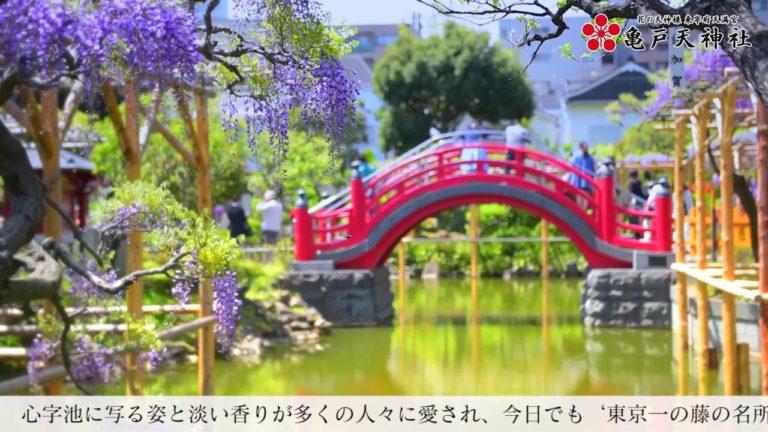 Il Festival del Glicine al Tempio Kameido Tenjin