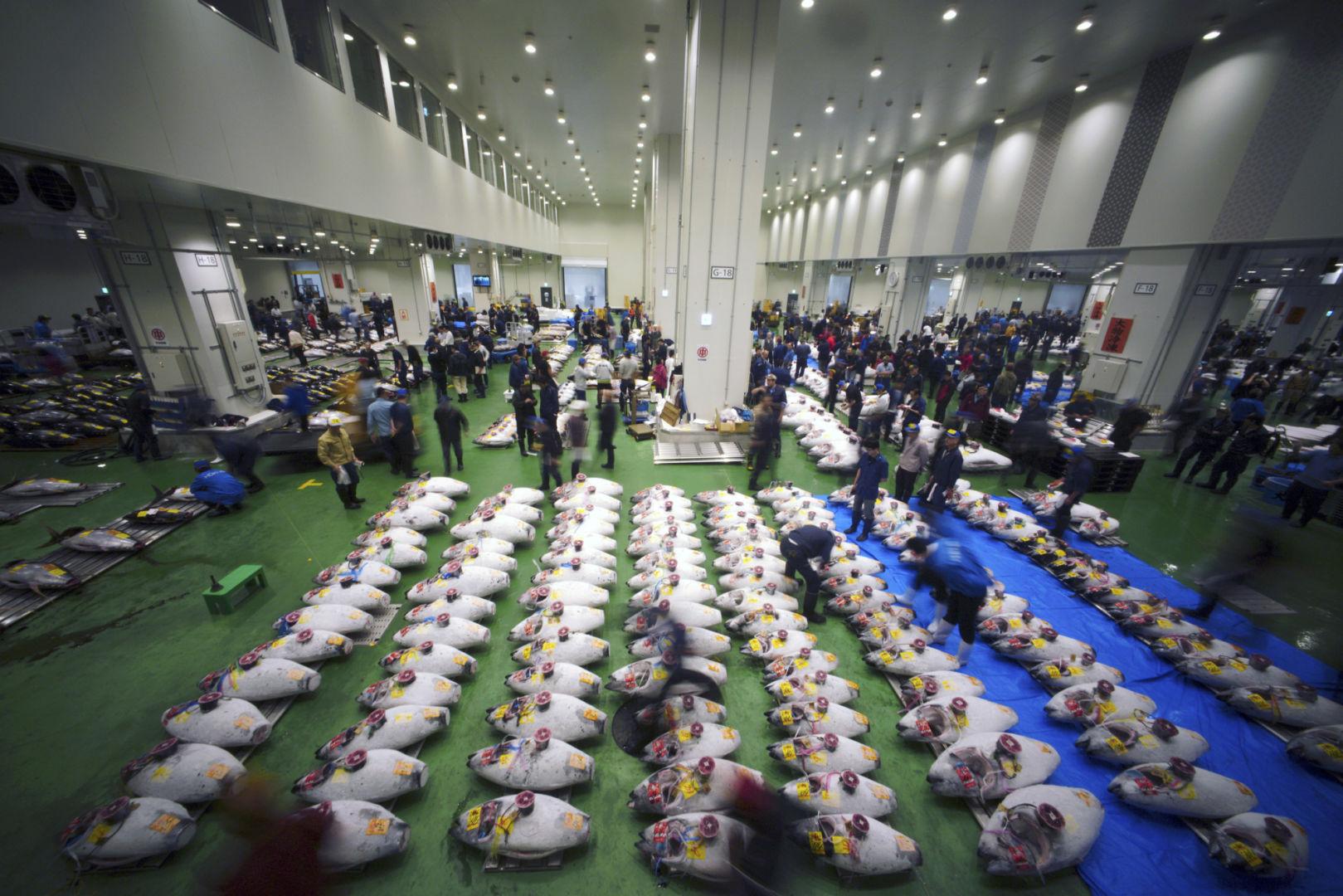 La prima asta dei tonni a Toyosu