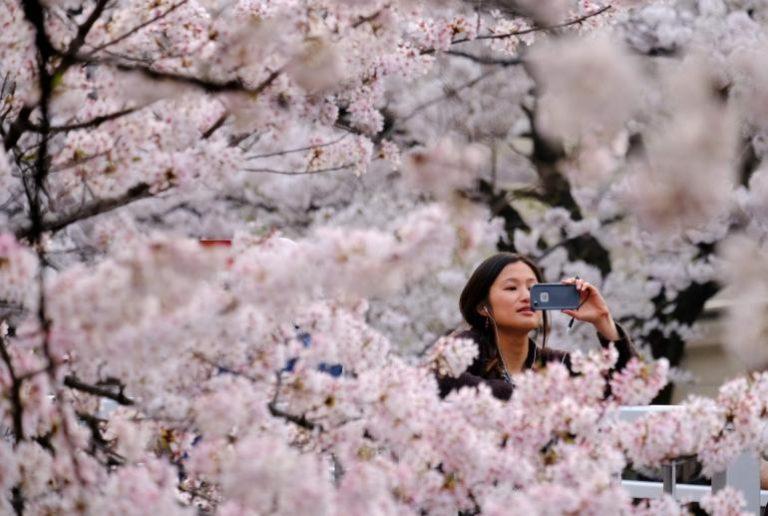L’arte giapponese delle previsioni sui fiori di ciliegio