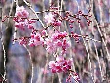 Shidarezakura tipi di fiori di ciliegio sakura