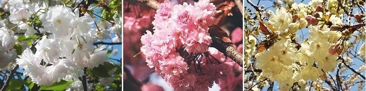colore dei petali di ciliegio