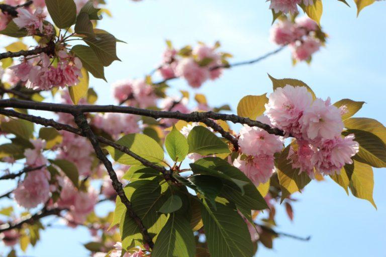 Riconoscere i diversi tipi di fiori di ciliegio giapponesi (Sakura)