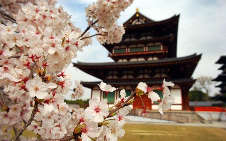 fioritura ciliegi tipi di alberi specie sakura