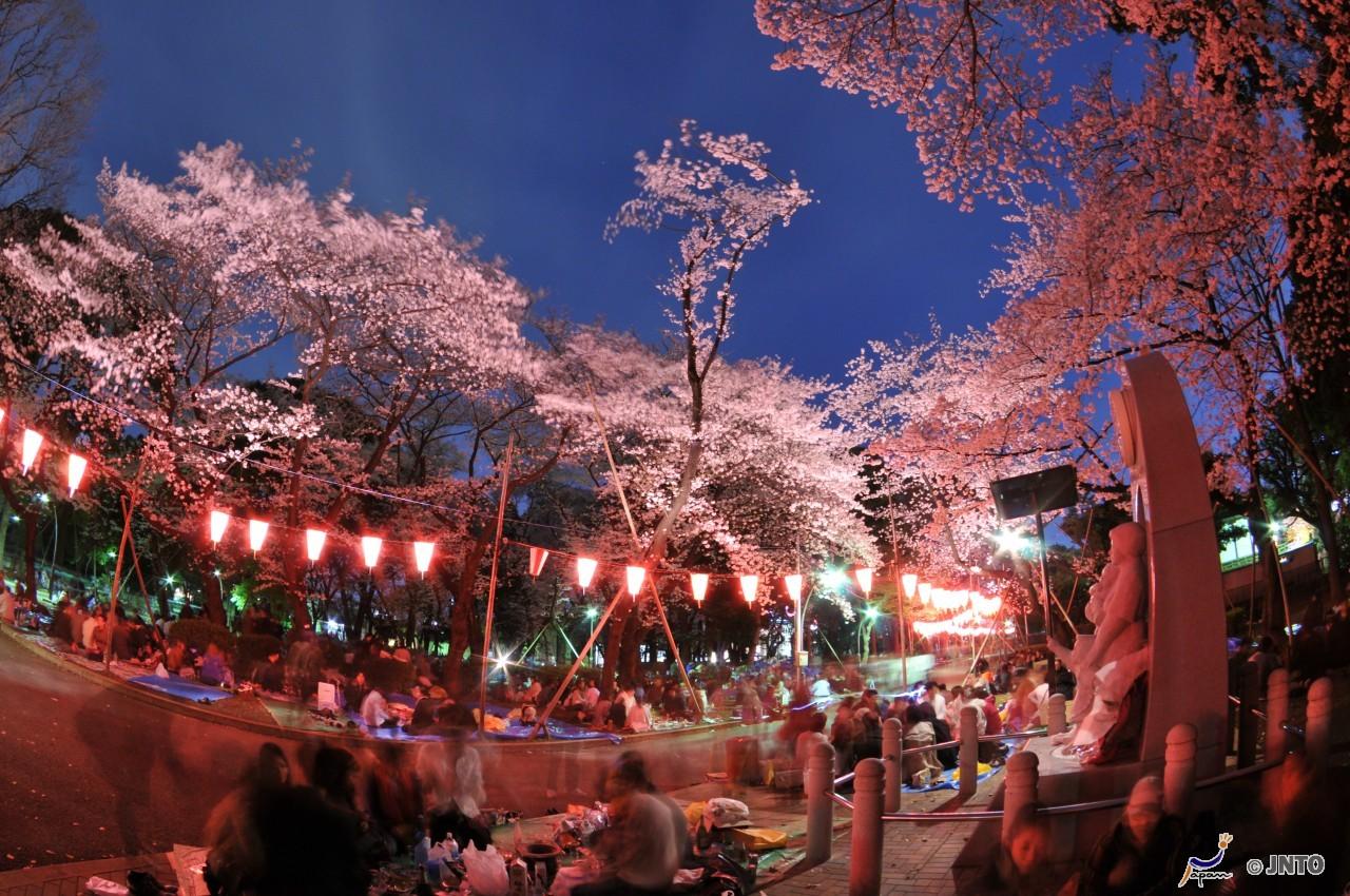 hanami notte vedere i ciliegi