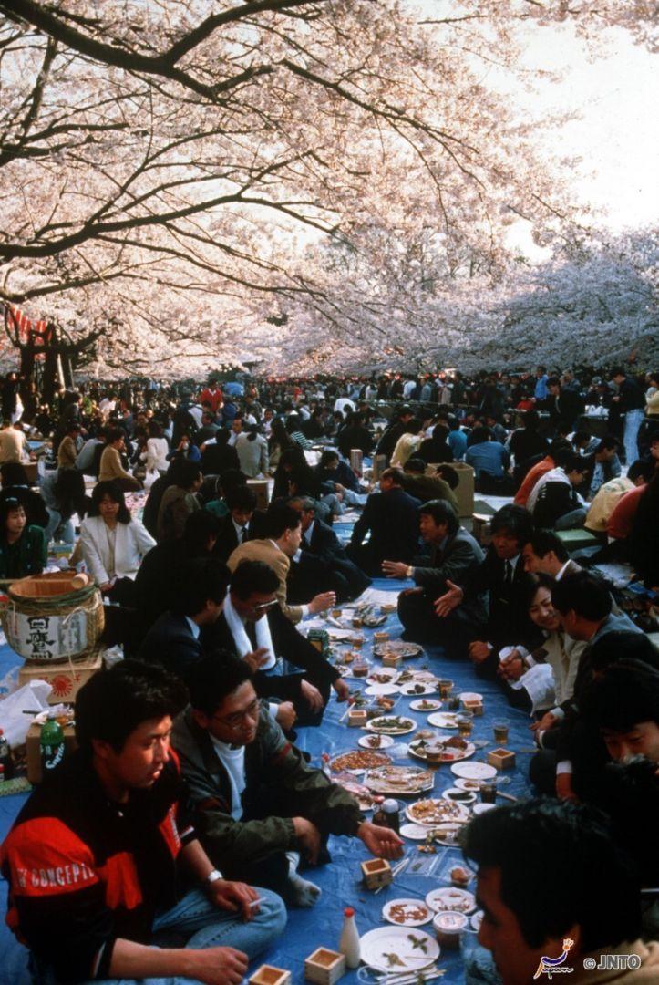 hanami picnic cosa e e come si fa