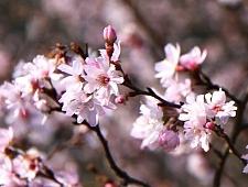 Jugatsuzakura ciliegio autunnale