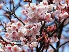 kanzakura tipi di fiori di ciliegio sakura