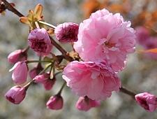 kanzan fiori di ciliegio