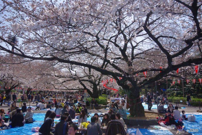 sakura hanami picnic giappone come si fa cosa e