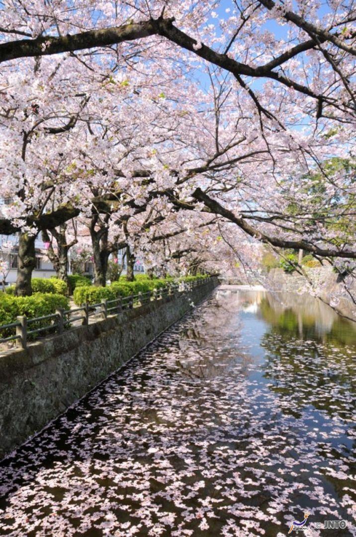 hanami cos'è e come si fa