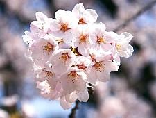 somei yoshino tipo di ciliegio