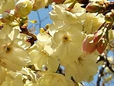 ukon fiori di ciliegio gialli