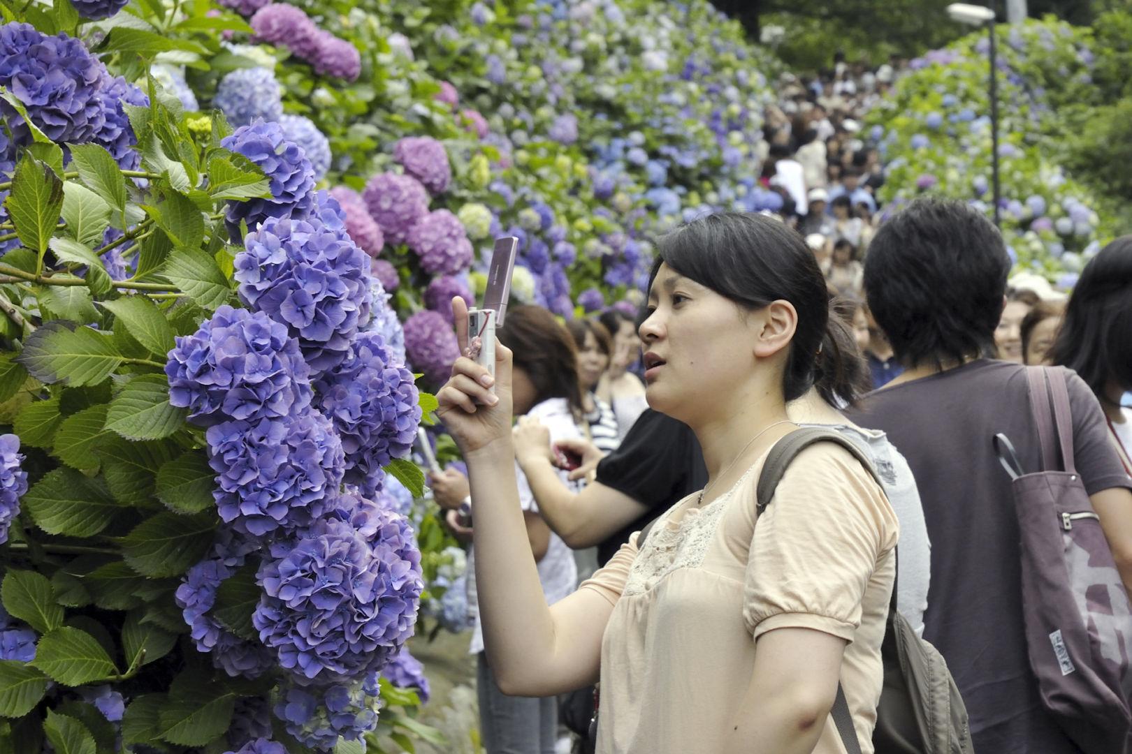 tsuyu stagione delle piogge giappone ortensie ajisai