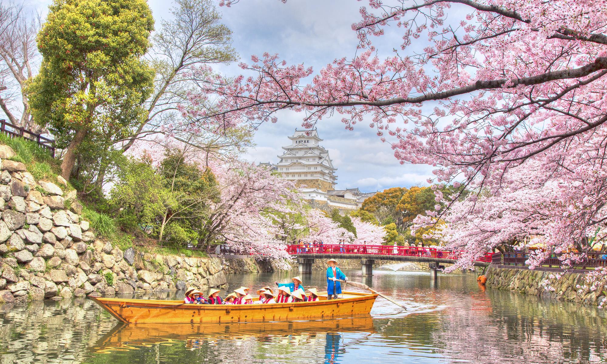 castello himeji in primavera sakura