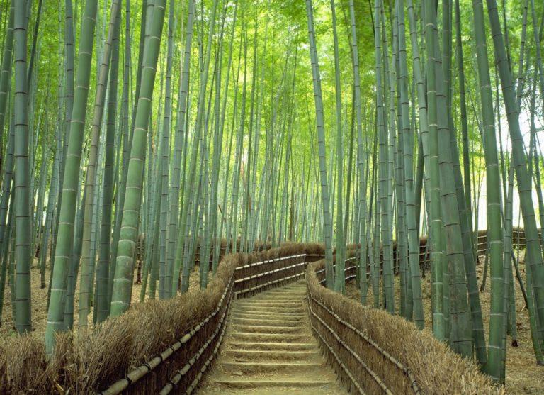 6 posti nascosti da visitare a Saga – Arashiyama