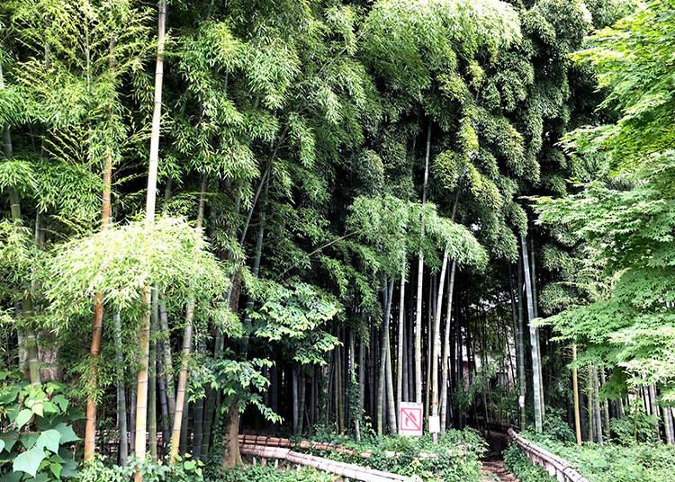 Foresta bambu Higashikurumeshi Chikurin Park