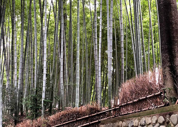 Foresta bambu Higashikurumeshi Chikurin Park