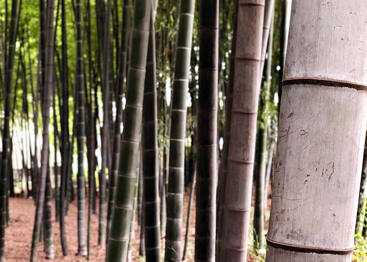 Foresta bambu Higashikurumeshi Chikurin Park
