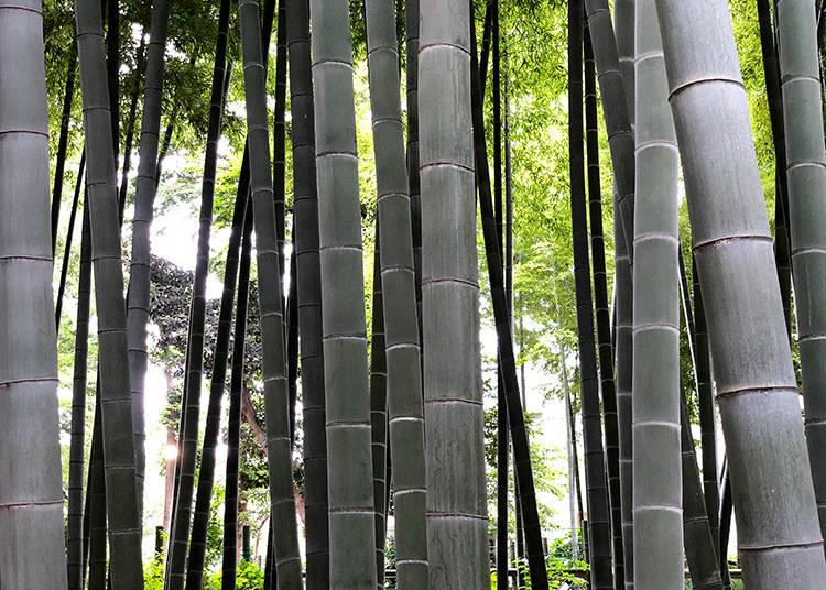 foresta bambu