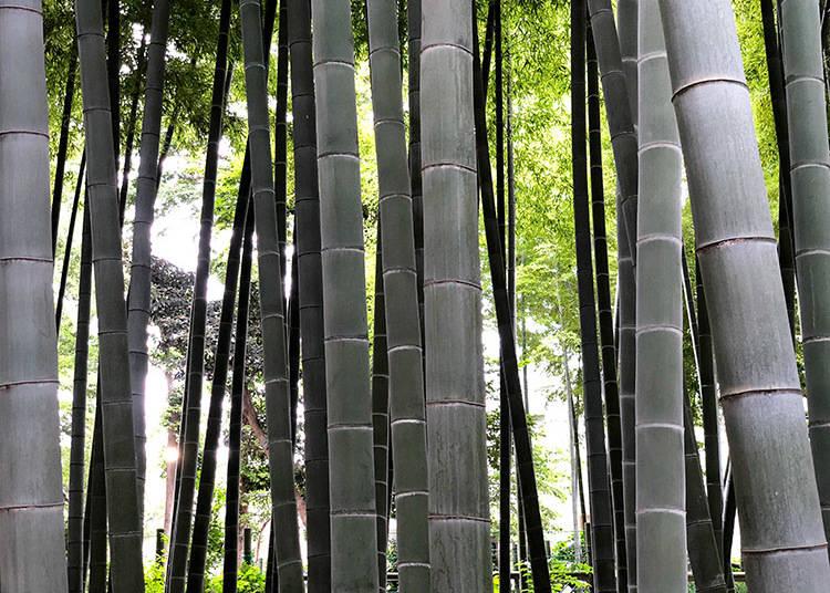 foresta Bambu Parco Suzume-no Oyado Ryokuchi