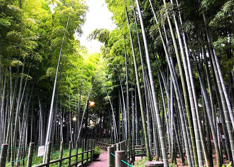 Cinque foreste di bamboo a Tokyo