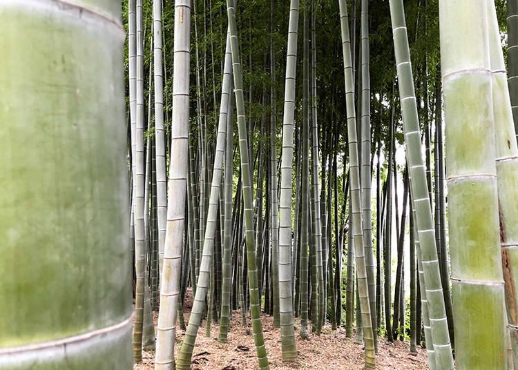 Foresta bambu Tonogayato Garden