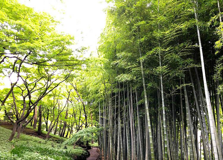 Foresta bambu Tonogayato Garden