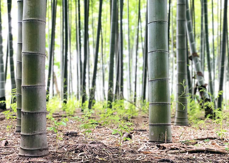 Foresta bambu Roka Koshun-en Park