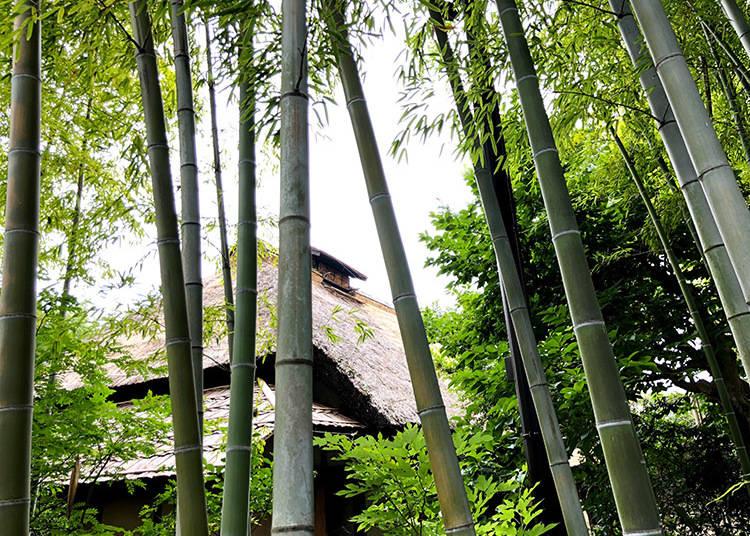 Foresta bambu Roka Koshun-en Park