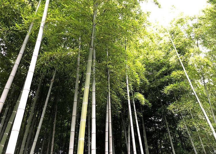 foresta bambu a tokyo