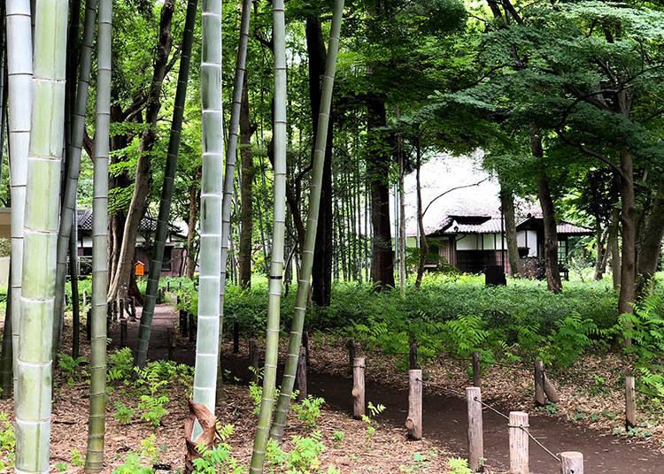 Foresta bambu Roka Koshun-en Park