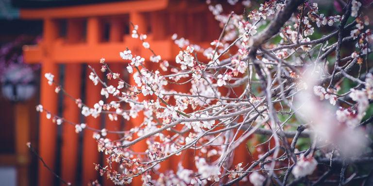 La fioritura dei pruni in Giappone, uno spettacolo invernale