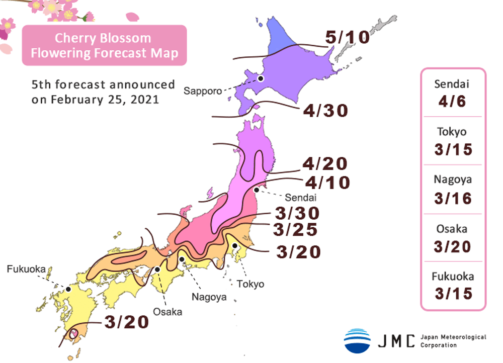 fioritura ciliegi 2021 previsioni sakura
