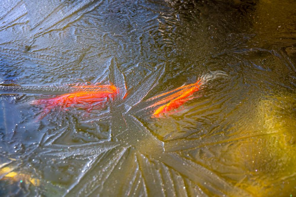 i pesci fanno capolino dal ghiaccio 72 stagioni giapponesi primavera
