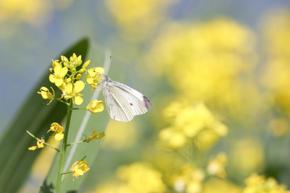 fiori di nanohana con farfalla cavolaia