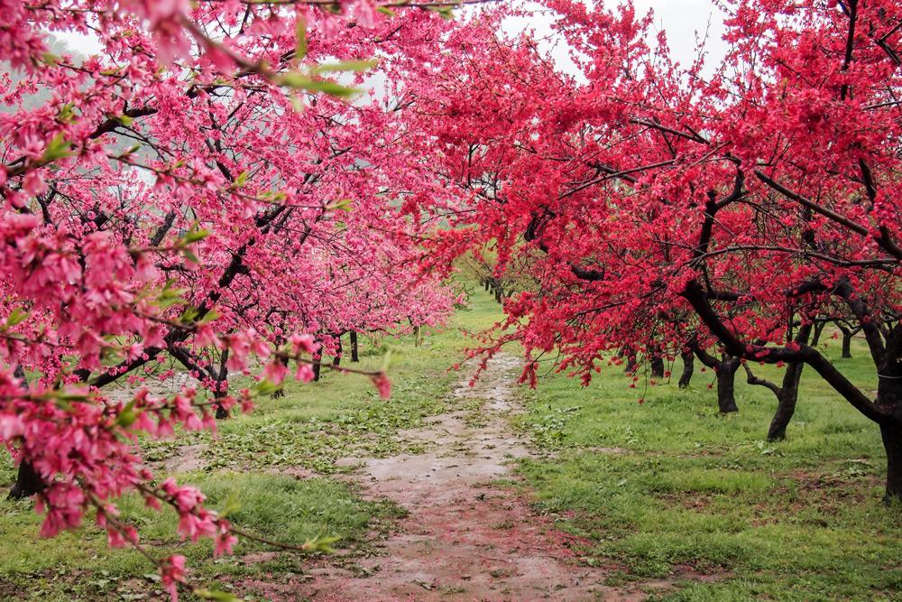 Hanamomo no sato fiori di pesco giappone